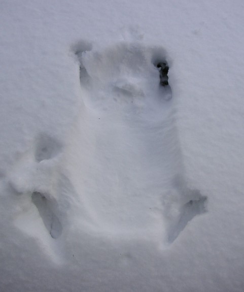 Happy's Snow Angel