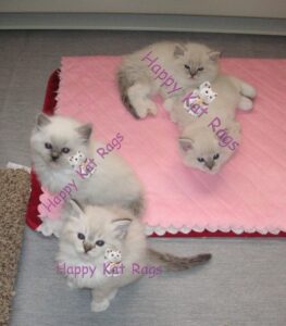 HappyKats Past Ragdoll kittens