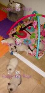 HappyKats Past Ragdoll kittens