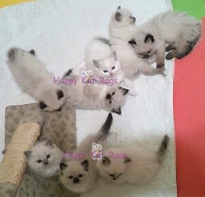 ragdoll kittens