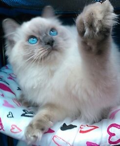 Ragdoll Cat Available New Hampshire