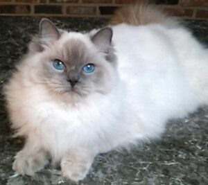 Ragdoll Cat Available New Hampshire