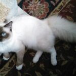 Ragdoll Cat Available New Hampshire