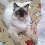 Ragdoll Cat Available New Hampshire