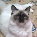 Ragdoll Cat Available New Hampshire