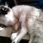 Ragdoll Cat Available New Hampshire