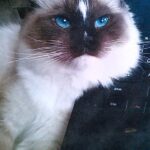 Ragdoll Cat Available New Hampshire