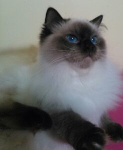 Adult Retired Ragdolls Available for Adoption NH