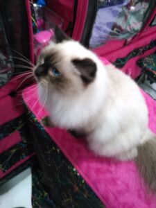 Adult Retired Ragdolls Available for Adoption NH