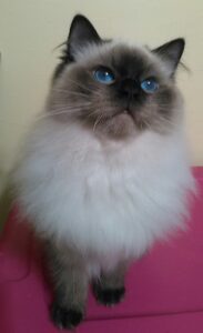 Adult Retired Ragdolls Available for Adoption NH