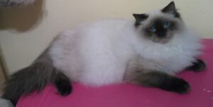 Adult Retired Ragdolls Available for Adoption NH