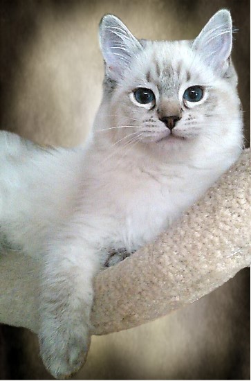 Adult Retired Ragdolls Available for Adoption NH