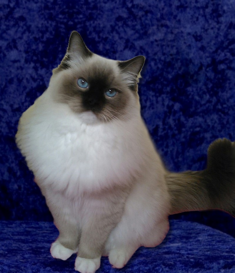 Adult Retired Ragdolls Available for Adoption NH