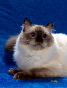 HappyKatRags Ragdolls of NH