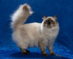 HappyKatRags Ragdolls of NH