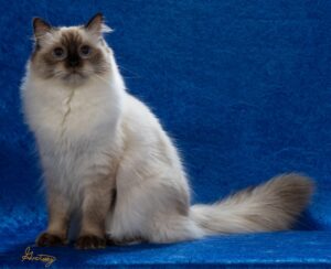 HappyKatRags Ragdolls of NH